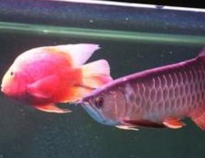 斑馬魚能和曼龍魚一起養嗎