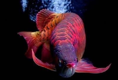 紅龍魚30公分有幾個月（紅龍魚30公分時的生長速度與體長的關系，紅龍魚的生長速度與體長）