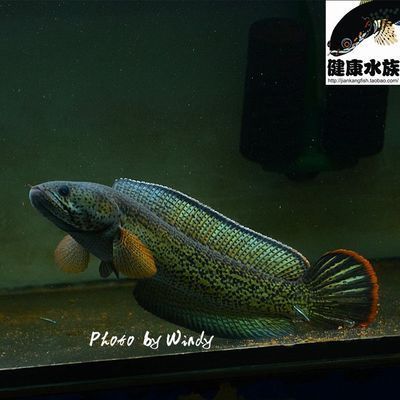 龍魚怎么配對：龍魚的配對需要注意多個方面，
