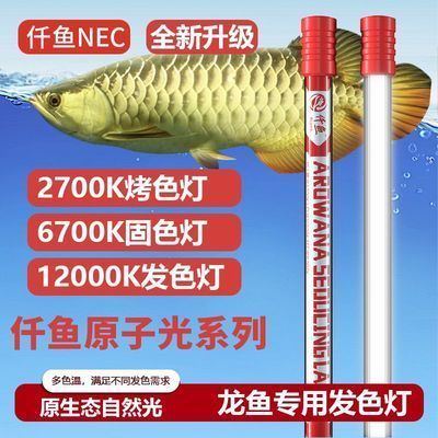 龍魚用什么燈上色好一點：龍魚上色的最佳光照時長