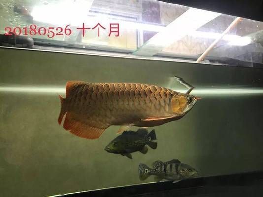 龍魚喂草魚苗，龍魚與草魚苗的共生養殖提供了科學依據和實踐指導