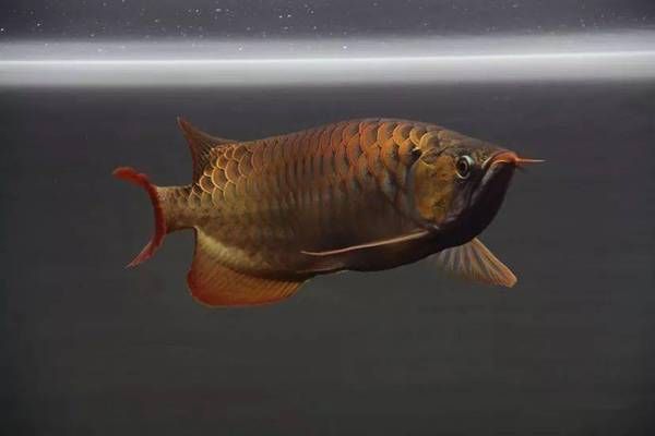 龍魚喂草魚苗，龍魚與草魚苗的共生養殖提供了科學依據和實踐指導
