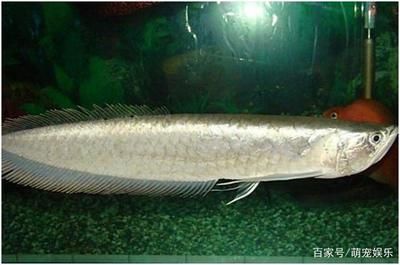 銀龍魚苗飼養環境要求：銀龍魚苗的飼養方法