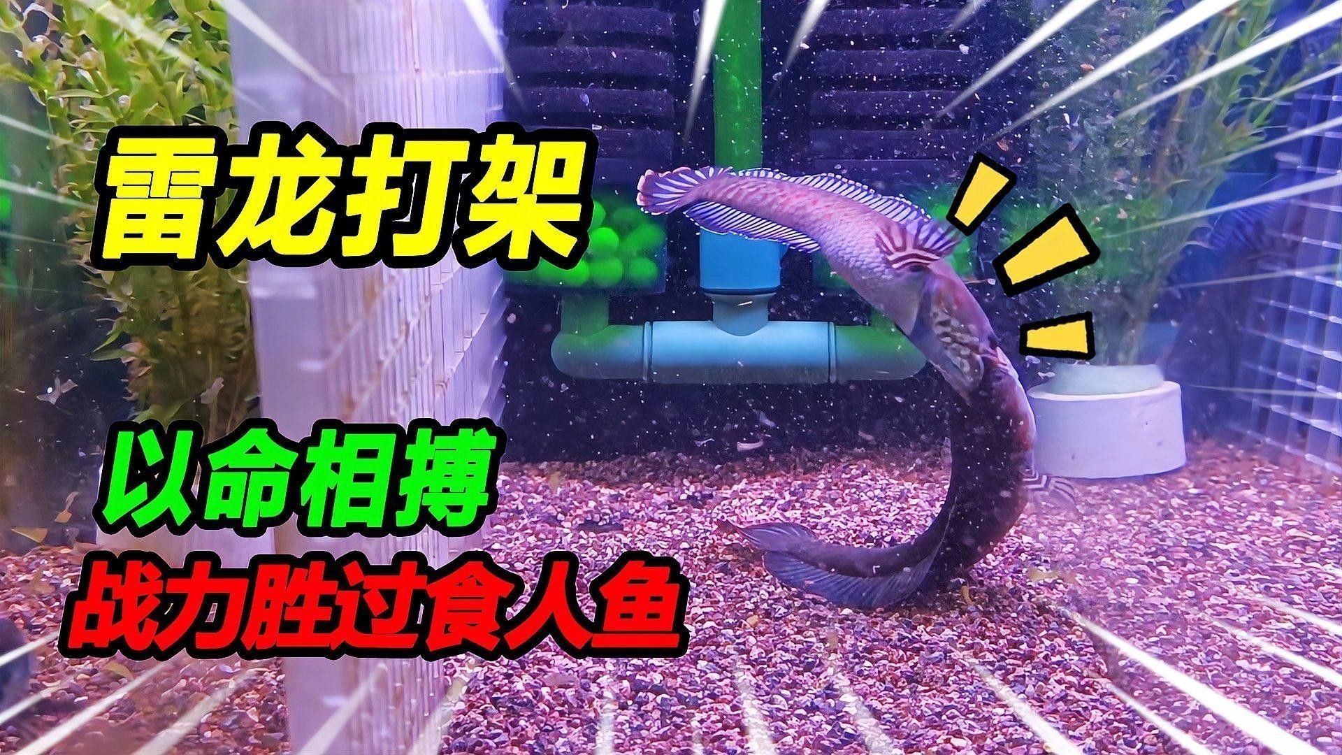 哪里可以找到雷龍魚的養(yǎng)殖技巧？