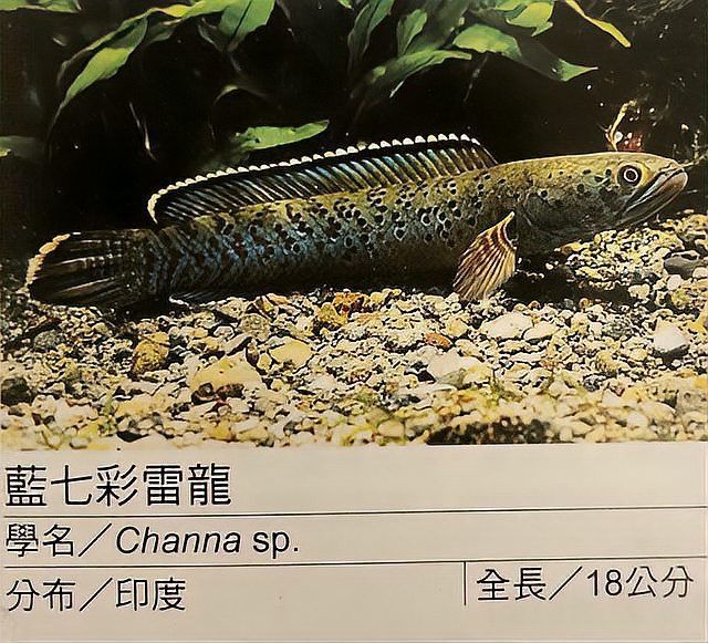 哪里可以找到雷龍魚的養殖技巧？