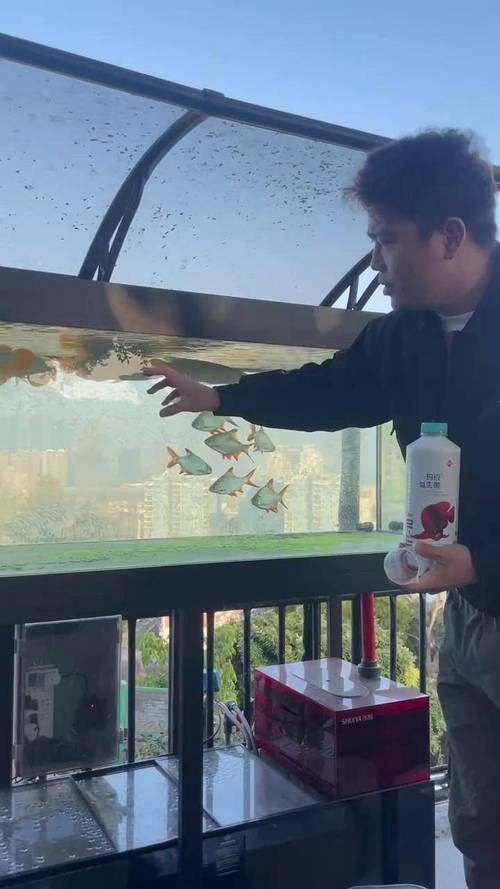 紅龍魚吃什么最好養(yǎng)活圖片