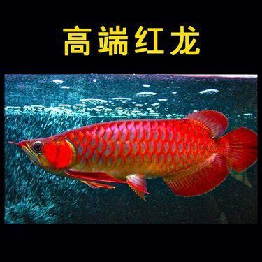 賽級(jí)龍魚價(jià)格一覽表