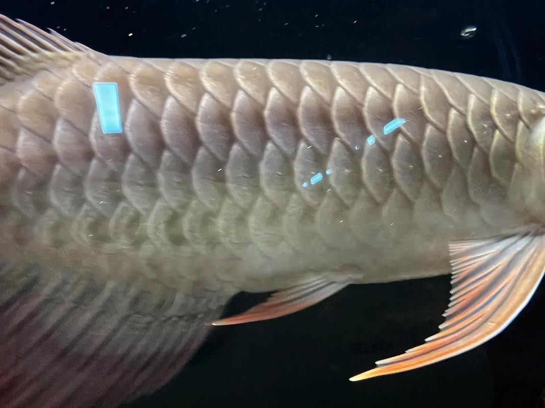山西龍魚價格最新行情圖片大全