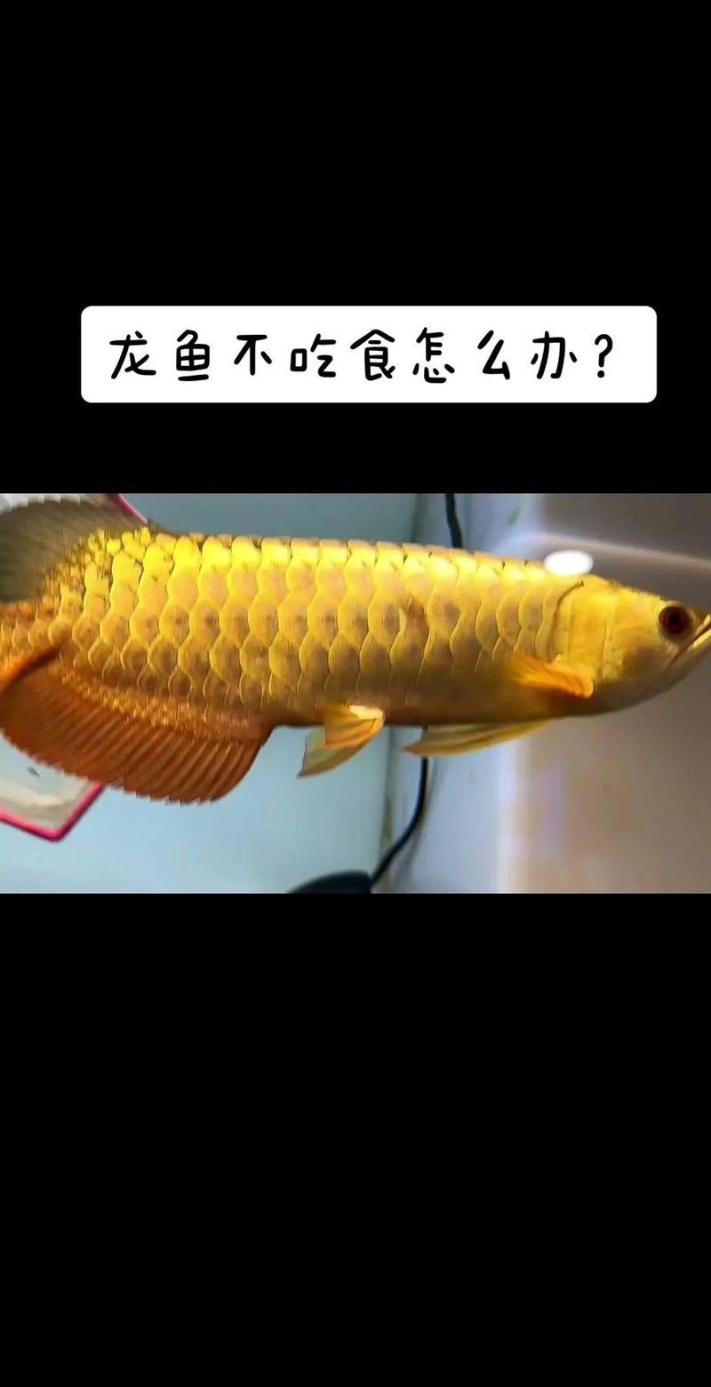山西龍魚價格最新行情圖片大全