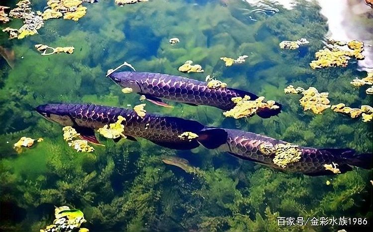 龍魚怎么喂養,需要注意什么問題