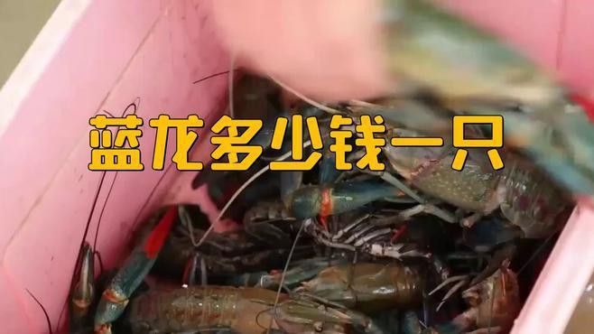藍龍魚大概多少錢一只