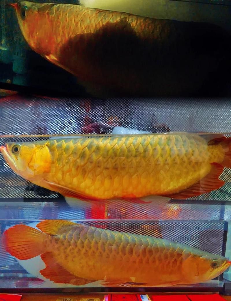 低水位養(yǎng)龍魚有哪些成功案例 低水位養(yǎng)龍魚有哪些成功案例 龍魚百科 第1張