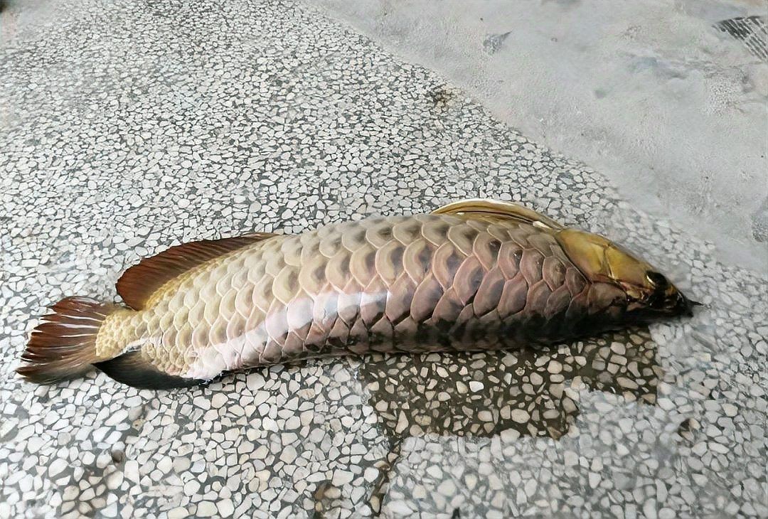 低水位養(yǎng)龍魚有哪些成功案例 低水位養(yǎng)龍魚有哪些成功案例 龍魚百科 第4張