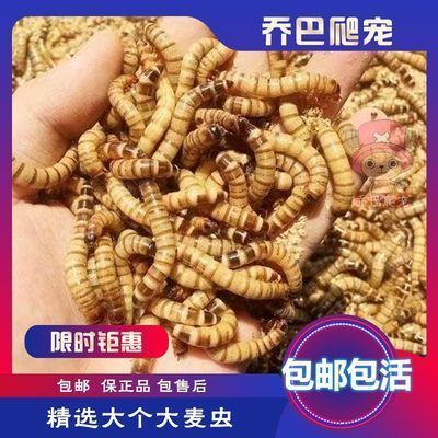 龍魚(yú)飼料蜈蚣怎么喂的：喂食龍魚(yú)蜈蚣時(shí)需要經(jīng)過(guò)特殊處理才能安全喂食給龍魚(yú)