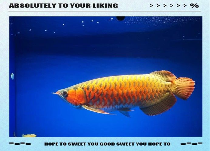 和紅龍魚混養(yǎng)的有哪些魚類圖片欣賞 和紅龍魚混養(yǎng)的有哪些魚類圖片欣賞 龍魚百科 第22張