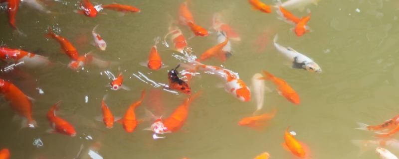 銀龍魚苗與金魚苗的食性差異：銀龍魚和金魚的食性差異