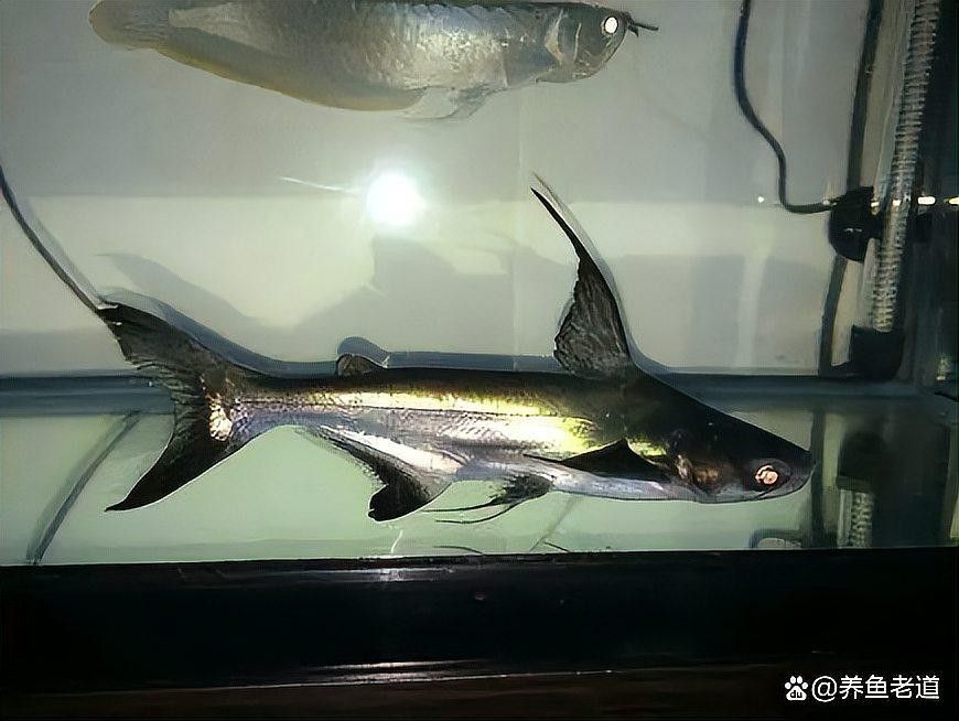 龍魚缸能養(yǎng)什么魚