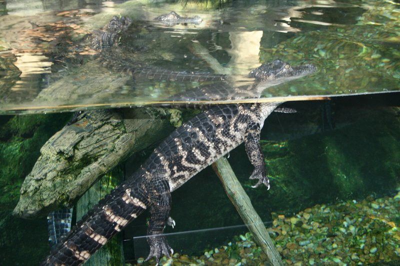 東莞龍魚(yú)批發(fā)市場(chǎng)在哪里呢