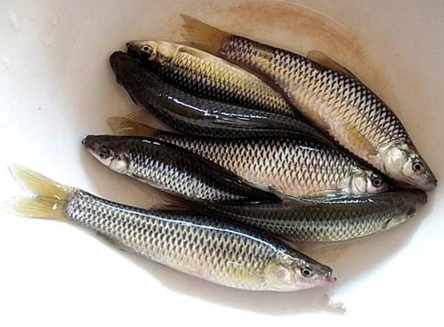 飼料魚可以和龍魚一起養嗎：飼料魚可以和龍魚一起養嗎，