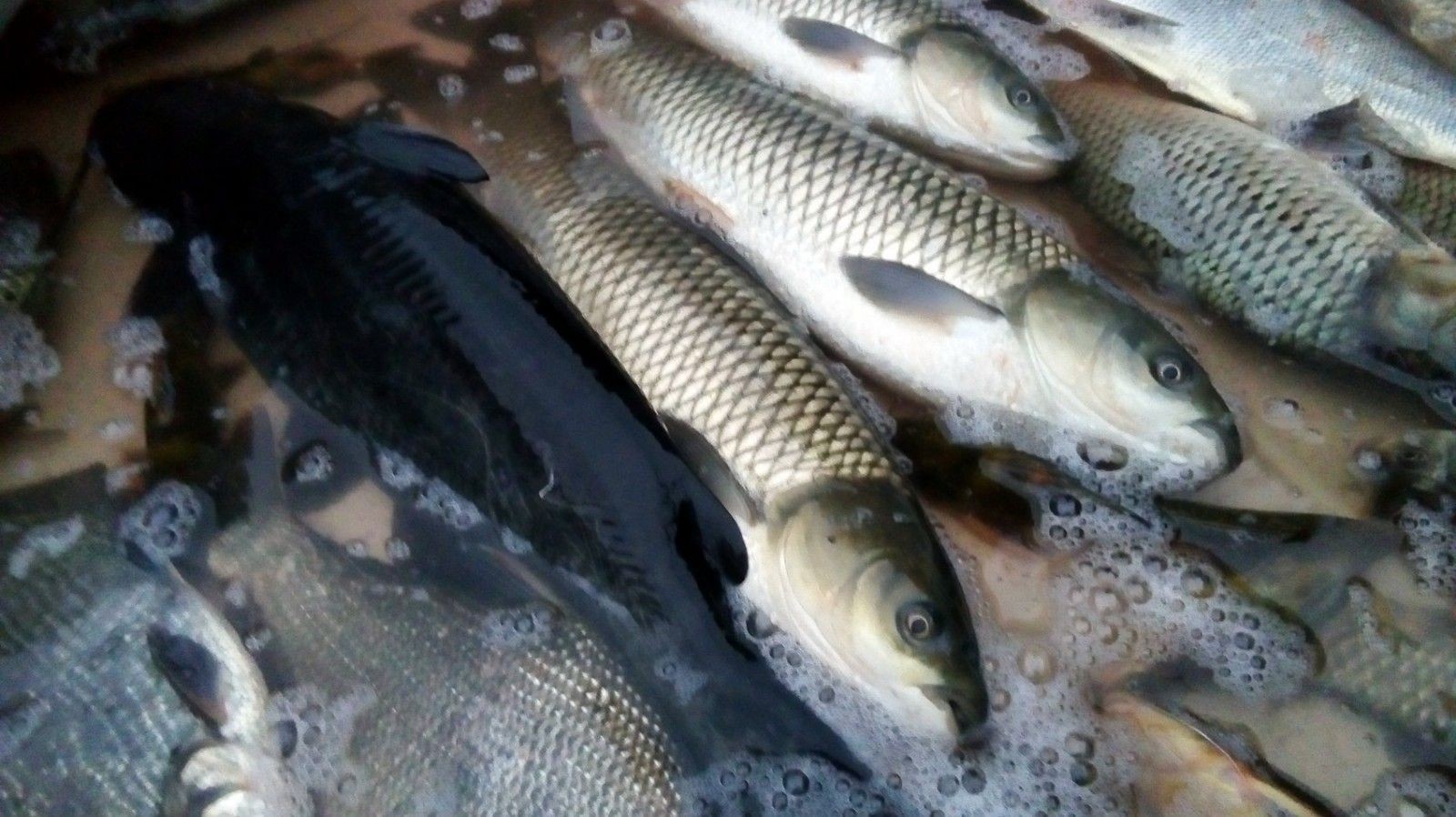 飼料魚可以和龍魚一起養嗎：飼料魚可以和龍魚一起養嗎，