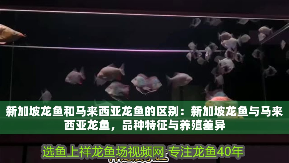 新加坡龍魚和馬來西亞龍魚的區別：新加坡龍魚與馬來西亞龍魚，品種特征與養殖差異