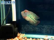 龍魚和羅漢魚哪個好養：羅漢魚與龍魚價格比較，如何挑選健康的龍魚與龍魚