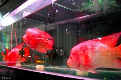 龍魚和羅漢魚哪個好養：羅漢魚與龍魚價格比較，如何挑選健康的龍魚與龍魚