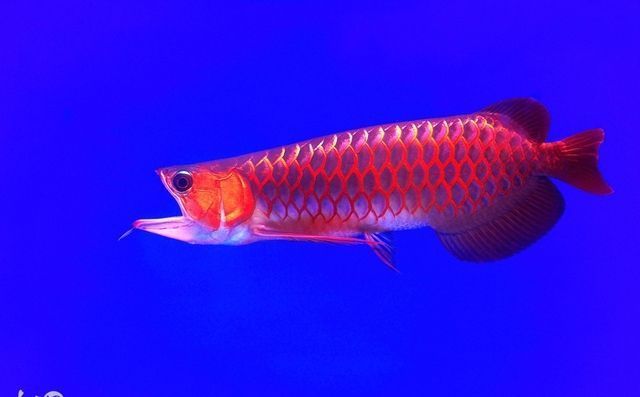 上百萬的金龍魚是什么（上百萬的金龍魚在市場上具有觀賞價值，價格波動原因） 上百萬的金龍魚是什么（上百萬的金龍魚在市場上具有觀賞價值，價格波動原因） 龍魚百科 第2張