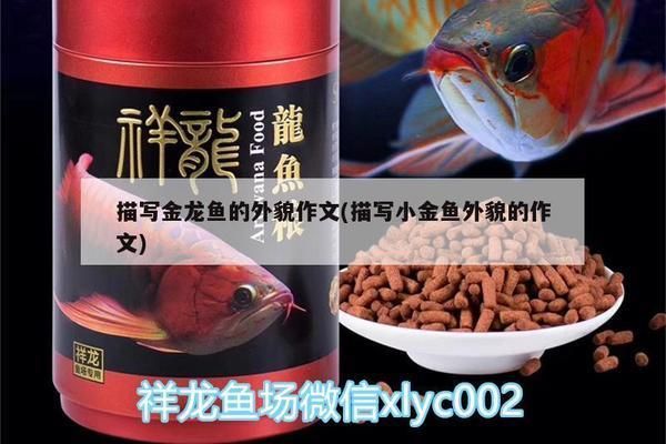 金龍魚的外貌描寫（金龍魚選購指南）