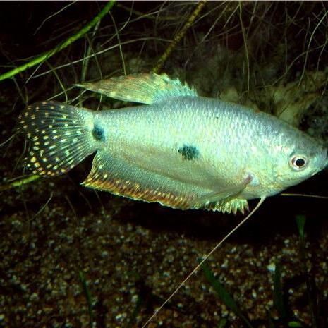 藍帆三間魚是雜魚嗎 藍帆三間魚是雜魚嗎 龍魚百科 第6張