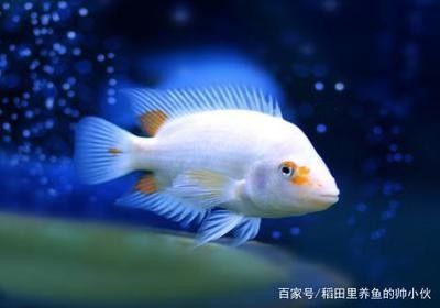 龍魚容易生什么病毒：搜索結果中沒有直接提到龍魚可能生什么病毒性疾病