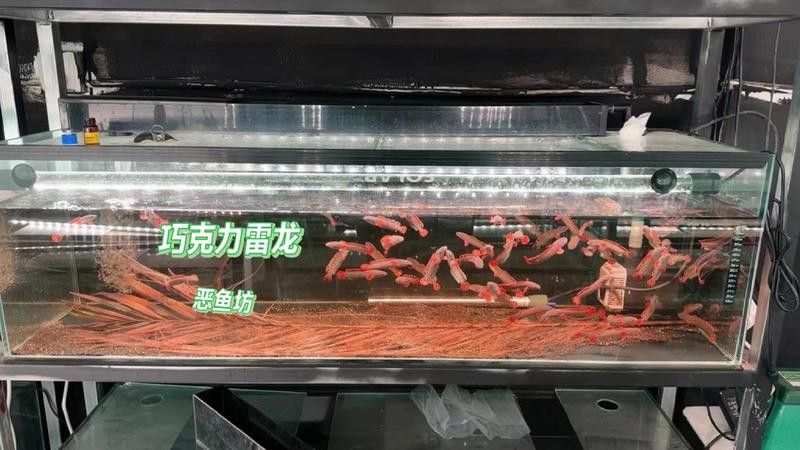 什么雷龍魚不趴缸
