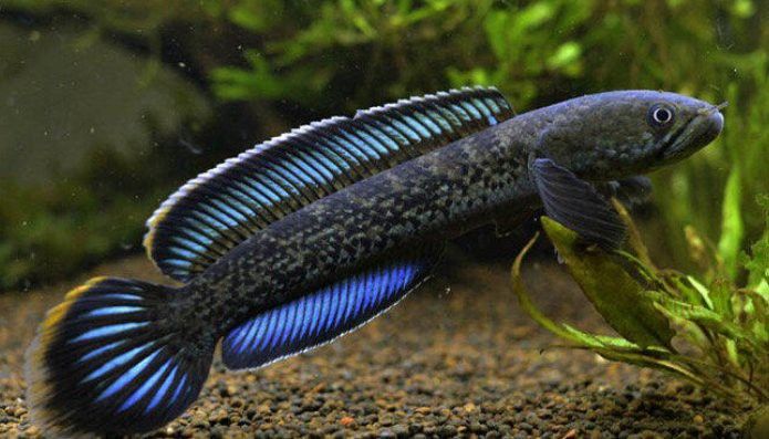 什么雷龍魚不趴缸