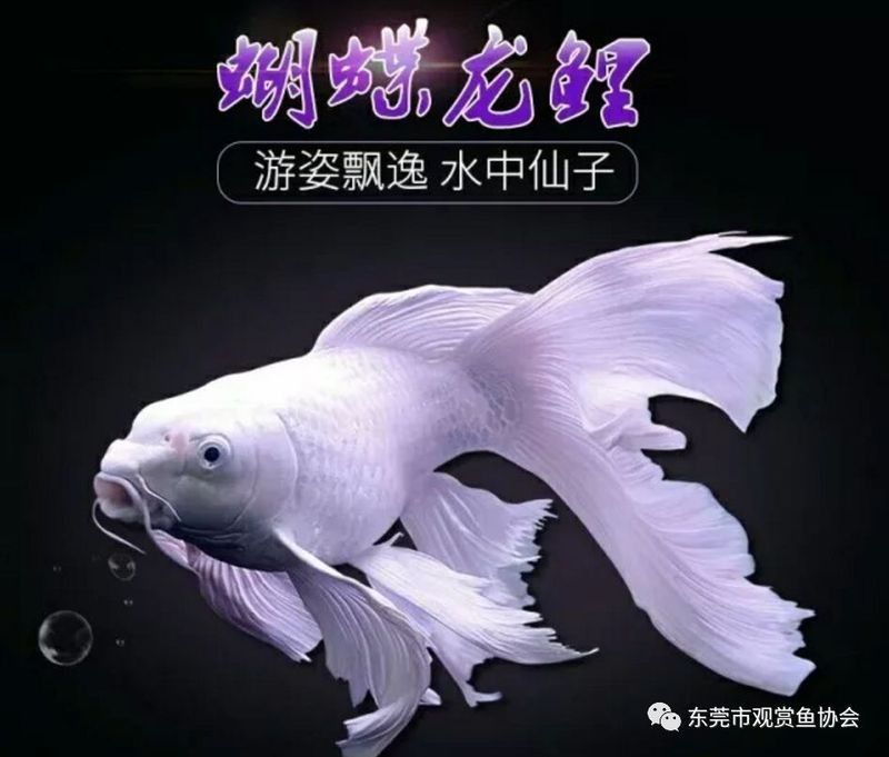 龍鳳魚有哪些知名品系？