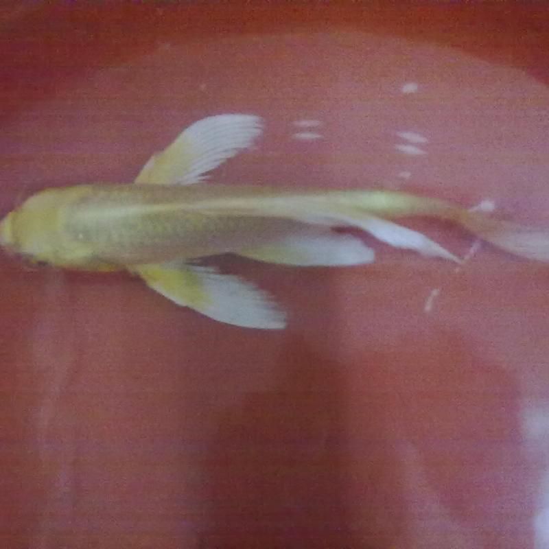 龍鳳魚有哪些知名品系？