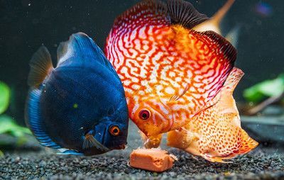 龍魚換背景的反應（龍魚在更換背景后可能會表現出一系列的反應）