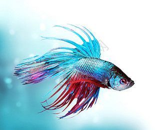 龍魚換背景的反應（龍魚在更換背景后可能會表現(xiàn)出一系列的反應）