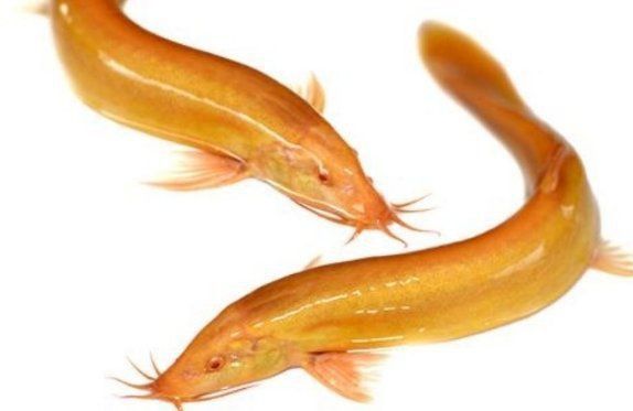 龍鰍魚簡介