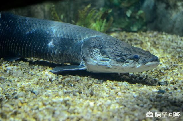 巨骨舌魚和金龍魚的混養(yǎng)情況在不同的環(huán)境下和情況下有不同的結(jié)果：巨骨舌魚和金龍魚可以混養(yǎng)嗎？