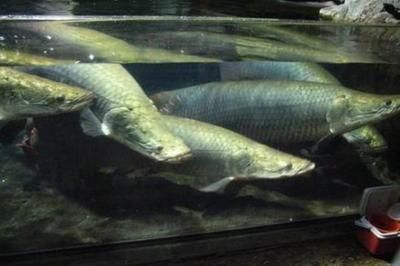 巨骨舌魚和金龍魚的混養(yǎng)情況在不同的環(huán)境下和情況下有不同的結(jié)果：巨骨舌魚和金龍魚可以混養(yǎng)嗎？