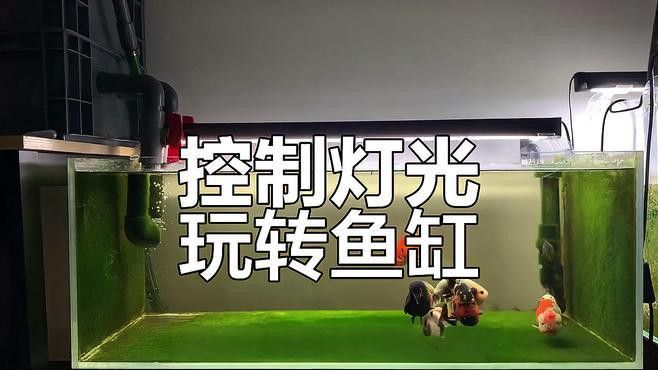 如何根據魚缸尺寸選擇LED燈功率？
