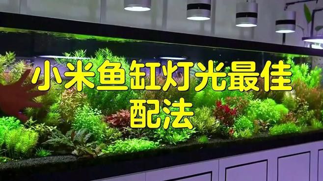 如何根據魚缸尺寸選擇LED燈功率？