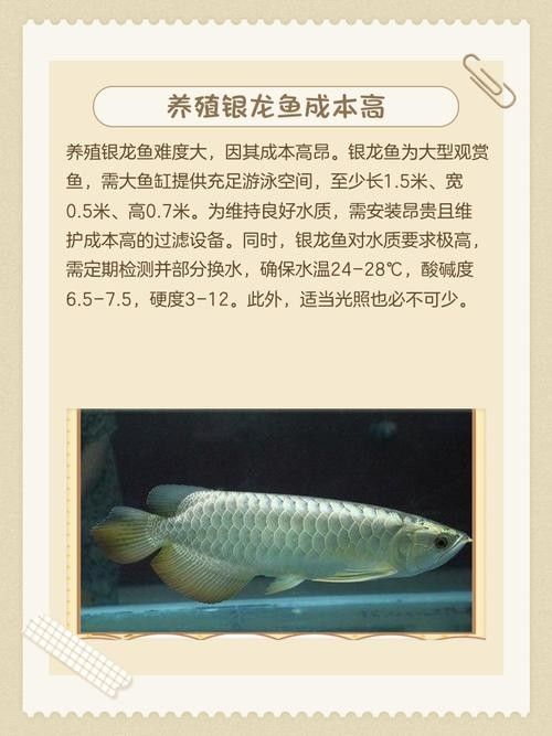 銀龍魚區分公母圖片 銀龍魚區分公母圖片 龍魚百科 第23張