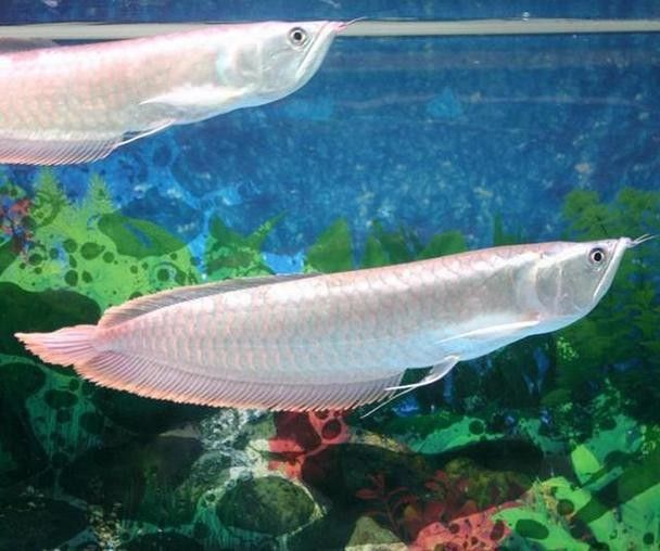 銀龍魚區分公母圖片 銀龍魚區分公母圖片 龍魚百科 第46張
