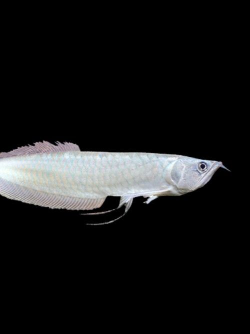 銀龍魚區分公母圖片 銀龍魚區分公母圖片 龍魚百科 第41張