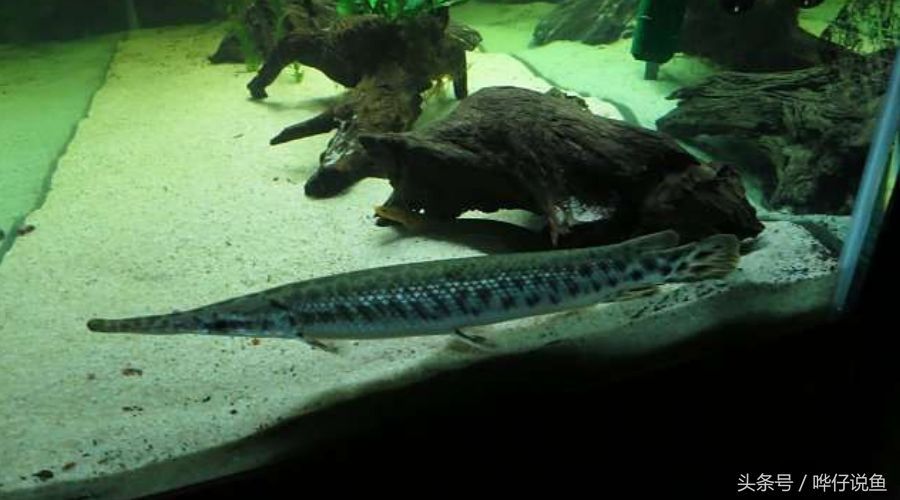 雀鱔可以跟龍魚混養嗎（雀鱔和龍魚不建議混養，以下是詳細的解釋）
