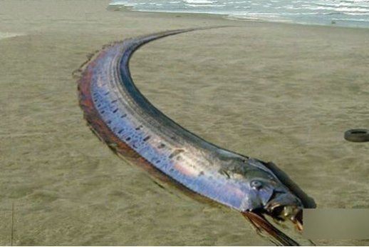 龍王魚為何被稱為龍王