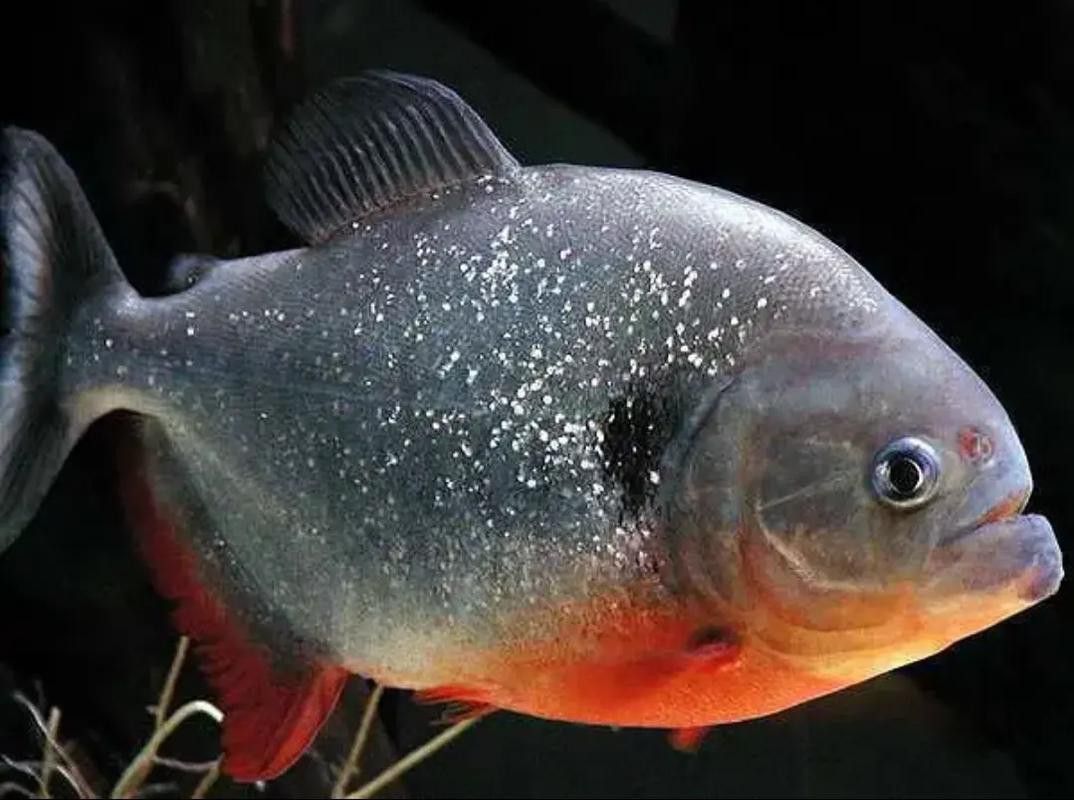 哪種虎魚品種最適合新手？