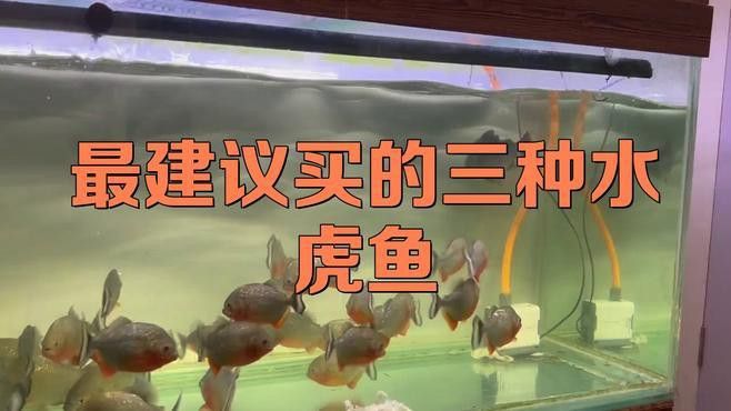 哪種虎魚品種最適合新手？