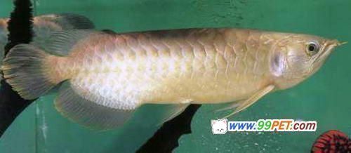 龍魚漁場在印尼哪個位置啊：印尼龍魚養殖場